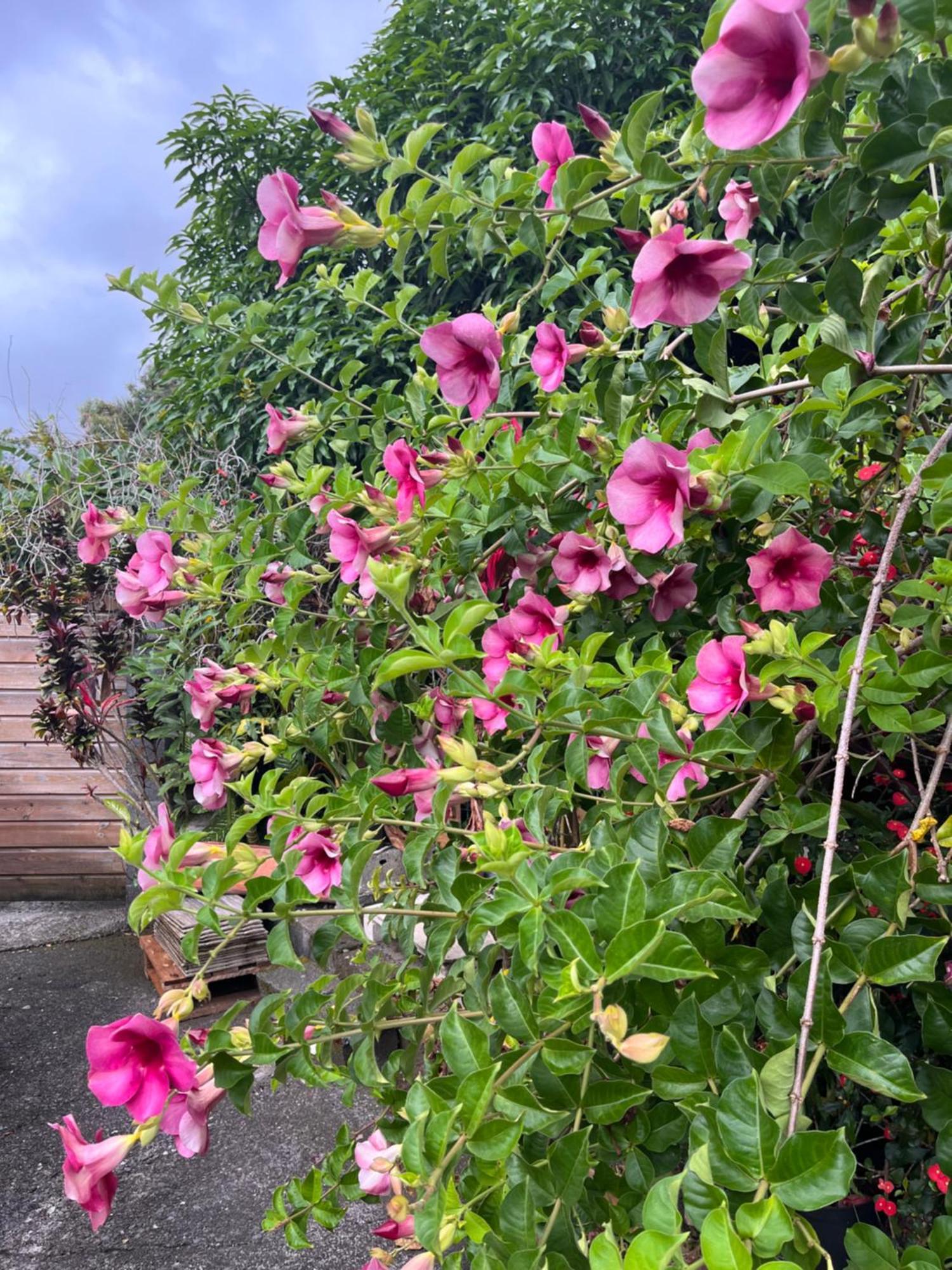 Lakour Fleurie - Ex La Case Creole Sainte-Rose Eksteriør bilde